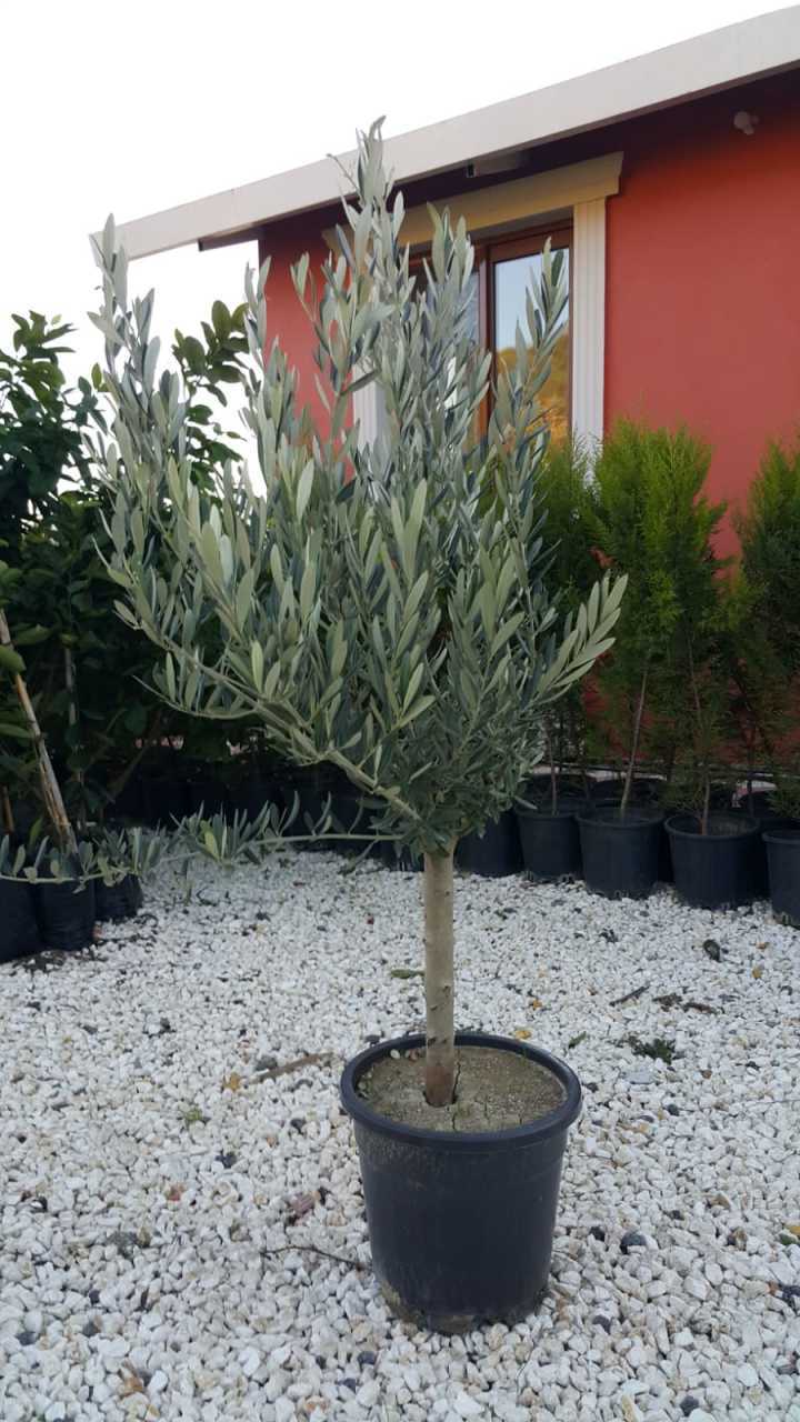 GEMLİK ZEYTİN FİDANI 3 YAŞ